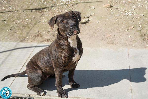 Chanel: non è un accessorio, è una scelta per sempre Foto 2